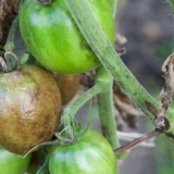 Phytophthora na paradajzu: kako se nositi s narodnim lijekovima